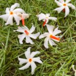 Ishika Singh Instagram - Covering the green lawn are the pearly -white petiole, like the White-orange Sunstone, shade of Divinity The myrrh of Parijata is so strong outspread to entire Vicinity Poised, Placid and Precise is the Persona #prijath #parijatflowers #parijatlovers #parijatham #parijathamflowerlovers #harsingharflower #flowers #flowers🌸 #flowerlovers #divine