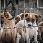 John Abraham Instagram - Vocalforanimals.org The monsoon session of Parliament is scheduled to begin from 19th July. This is the time when the Government can have the amendment to PCA Act passed in parliament and have it made into a law. By just clicking on the link in my bio, your mail box will open and you can send this email directly to the Prime Minister, his office and other authorities who can bring the change in the law that we all wish to see. All you have to do is press send. The email petition to the PM urges him to ensure that the amendment to PCA Act is passed in this monsoon session of Parliament and that heinous acts of animal torture and killing are made non-bailable and provide for exemplary punishment. Please sign and share widely. #animallovers #animalwelfare #animals #animalrights #animallover