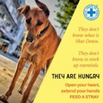 John Abraham Instagram - The second wave of the pandemic has engulfed everyone around us including our furry animal friends. Blue Cross of India (@blue_cross_rescues) is looking for volunteers across the country to help feed strays in your locality, foster and adopt abandoned animals and spread some pawsitivity in these grim times. After all, it's their world too! Head to the link in the bio to sign up as a volunteer. #adoptdontshop #covidresources #covid19india #covid_19 #animallovers