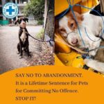 John Abraham Instagram – The second wave of the pandemic has engulfed everyone around us including our furry animal friends. 

Blue Cross of India (@blue_cross_rescues) is looking for volunteers across the country to help feed strays in your locality, foster and adopt abandoned animals and spread some pawsitivity in these grim times.

After all, it’s their world too! 

Head to the link in the bio to sign up as a volunteer. 

#adoptdontshop #covidresources #covid19india #covid_19 #animallovers