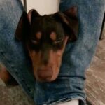 John Abraham Instagram - Some of the most beautiful moments in my life. Sia and I, Bailey's little one. . . . . . @abraham_bailey #sweetmoments #bliss #naptime #dogsofinstagram #pupsofinstagram #puppies #kids #dogist #beautiful #sia #bailey #fireflies #owlcity #ja #johnabraham #jaentertainment