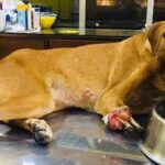 John Abraham Instagram - Love you Champion 🐶 . . . . . . @amtmindia #animals #loveanimals #stopanimalabuse #stopanimalcruelty #supportamtmindia #amtmindia