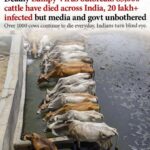 Kangna Sharma Instagram - In India the Cow is regarded as a sacred Animal by Hindus & We all worship them from ancient times, Cow is one of the most innocent and loving domestic animals who are harmless. But now Cows are dying of Lumpy Skin Disease, Hundreds of carcasses of dead cows have been found lying in the open, causing a nauseating stench, with crows and vultures feeding on them. It's not only an sentiment cause but an emotional feeling to the lives of animals as well, I Pray & urge to all of us to Unite together and raise the request to the Government to take necessary steps at the earliest. Save Cow 🙏 @narendramodi @arvindkejriwal @drsushilkrgupta @aamaadmiparty