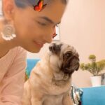 Karishma Sharma Instagram - I misss my baby so much, Charlie loves food. Whoever has ever met him know how much he loves his biscuits and his food. Charlie’s attitude in life is on point. Charlie behaves quite catty to say 🤪😂 I love my babyboo 💛