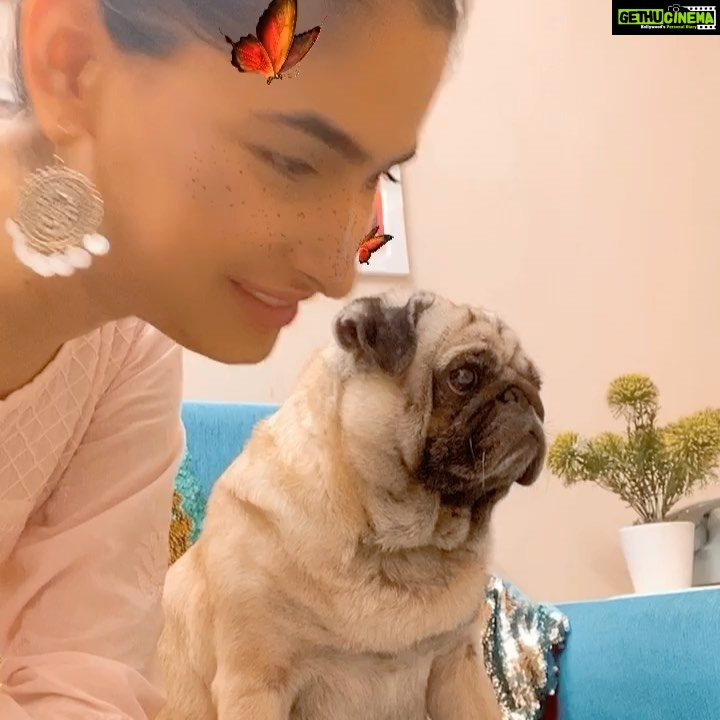 Karishma Sharma Instagram - I misss my baby so much, Charlie loves food. Whoever has ever met him know how much he loves his biscuits and his food. Charlie’s attitude in life is on point. Charlie behaves quite catty to say 🤪😂 I love my babyboo 💛