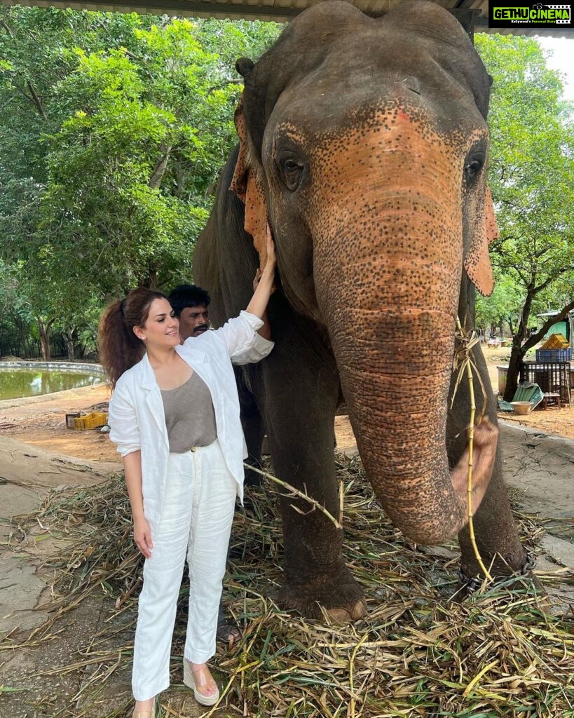 Kashish Singh Instagram - Haathi Mere Saathi……🐘🐘 #elephant #wildlife #wildlifephotography #lifegoals #yolo #lifelessons #bellavitakashish 😀😀🤩🤩🤨🤨😀😀😂😂 Sri Venkateswara Zoological Park
