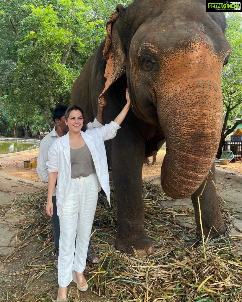 Kashish Singh Instagram - Haathi Mere Saathi……🐘🐘 #elephant #wildlife #wildlifephotography #lifegoals #yolo #lifelessons #bellavitakashish 😀😀🤩🤩🤨🤨😀😀😂😂 Sri Venkateswara Zoological Park