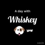 Komalee Prasad Instagram - When someone asks me how’s my day going , well this video is the answer. No wait , this video is just a trailer. How i wish I could record all of his drama! Proud mom of a super goofy boy @whiskeyoninsta 🤡❤️