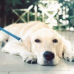 Komalee Prasad Instagram - How beautiful the world would have been if people had hearts like dogs ❤️
