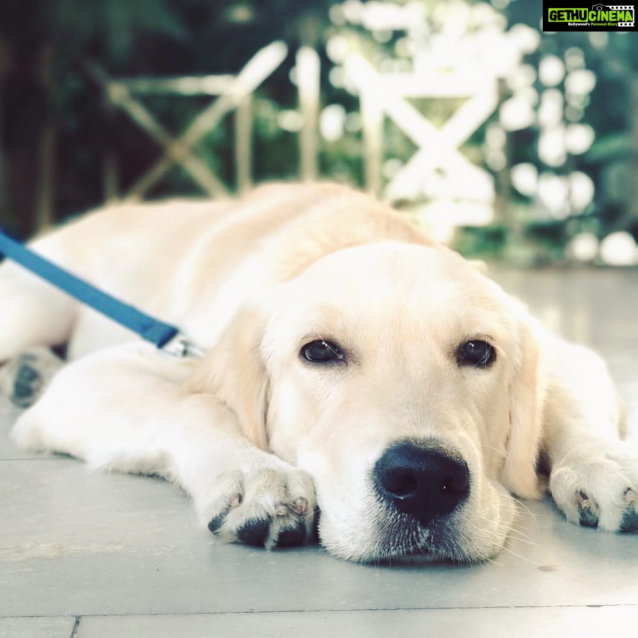 Komalee Prasad Instagram - How beautiful the world would have been if people had hearts like dogs ❤️