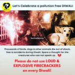 Laila Mehdin Instagram - This year, let's celebrate ✨ Diwali ✨ for what it is: the festival of lights. *Not sound* . 🎆 Animals get badly affected by the noise from bombs and rockets. Please remember our furry and feathered friends. Do light phoojhadhis, diyas and other fireworks that do not create noise pollution. Let's keep our animals safe and happy 🐱🐶🐹🐮🐰🐴🐕🦅🦉🦜🐦🐥 Thanks @rashmigautam #diwali #happydiwali #festivaloflights #animallovers #animalrights #animalrightsactivist