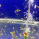 Ma Ka Pa Anand Instagram – New fish tank #aquarium