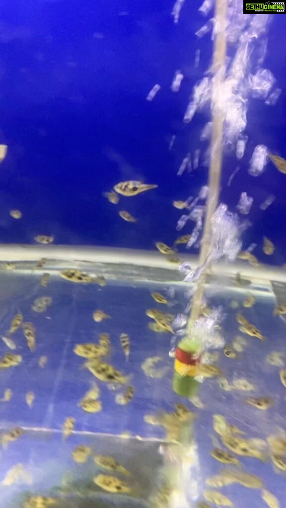 Ma Ka Pa Anand Instagram - New fish tank #aquarium