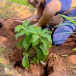 Manjari Fadnnis Instagram - Fruitful Morning😍🌳🌳🌳 During lockdown tried all permutations & combinations of different ways to germinate Avocado Seeds & finally hit on a sure shot way to grow them successfully. (Now I have a serious problem I don’t have the heart to throw away Avocado seeds but I can’t make my humble 1BHK home a jungle🙈) Ended up with 12 baby trees at home… 😅😅😅7 Avocados out of which 1 I got planted in Pune below my house… 5 lemon trees out of which 4 I gave some friends, 1 I had. Finally got them all planted in the ground since they need space to grow to their full potential. ❤️ What a ‘Fruitful’ day it was 🥰😄 Thankuuu for thé vidéos @rohittiwarri ! Btw he planted a home grown Papaya Tree too! #avocado #planting #plantingtrees #trees #naturelovers #nature #farm #environment #green #greenrevolution #climatechange #globalwarming #fightclimatechange #treeplantation Raheja Exotica The Ocean City