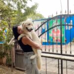 Maryam Zakaria Instagram - Finally I can carry my baby @rockycutiegolden thx to my workout yeee 😀💪❤️ . . #purelove #reelitfeelit #goldenretriever #doglover #reelswithmz #maryamzakaria Pune, Maharashtra