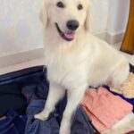 Maryam Zakaria Instagram - This is what happens when I try to pack my bag 😂😂❤️ @rockycutiegolden . . #vacationmode #cutnessoverload #goldenretriever #reelsinstagram #reelswithmz #maryamzakaria