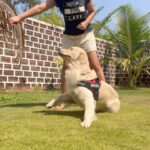 Maryam Zakaria Instagram - It’s super fun to tech Rocky new tricks😆 From the time Rocky came into our life I been doing research by reading and watching videos before teaching him new tricks. We do this everyday and We both enjoy it so much ❤️ . . #dogtraining #tricks #doglover #goldenretriever #reelswithmz #maryamzakaria