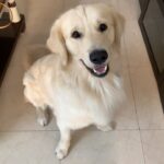 Maryam Zakaria Instagram - Rockys reaction when I played this song 😂. This will definitely put a smile on your face 😀❤️ . . #cutnessoverload #cutedog #funnydogs #goldenretriever #reelsvideo #maryamzakaria #doglover #dogsofinstagram