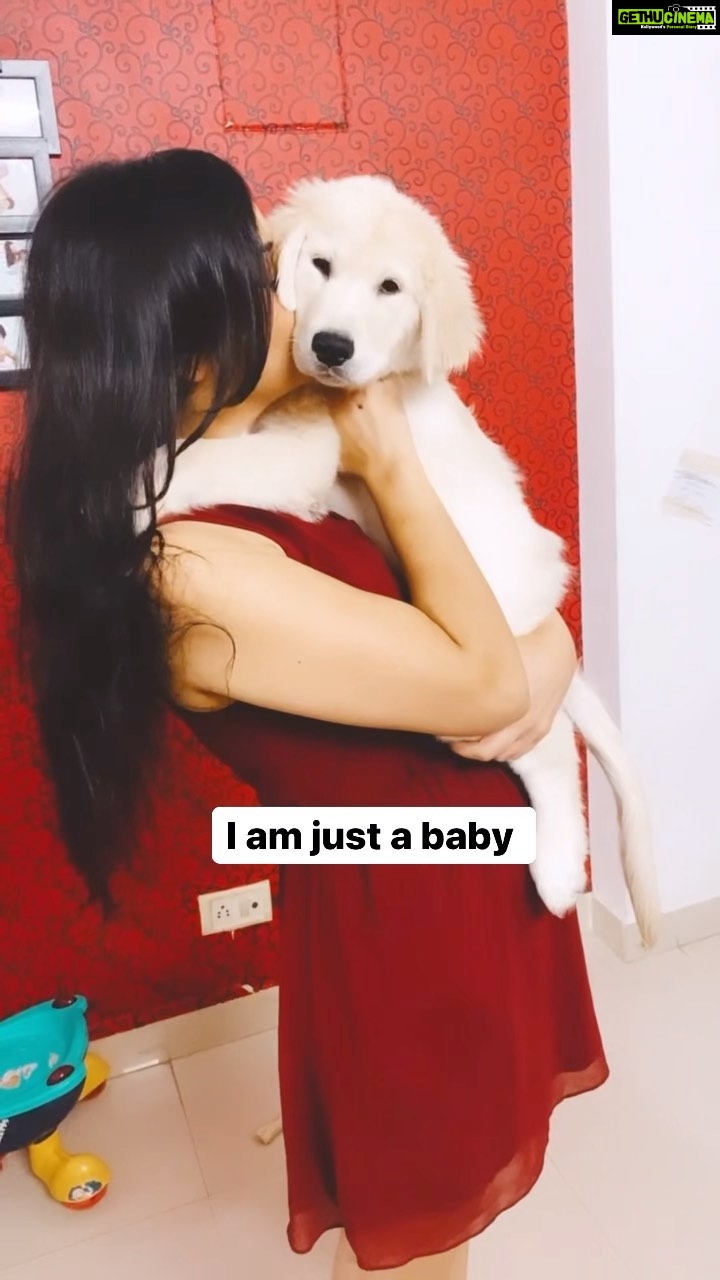 Maryam Zakaria Instagram - You always my baby @rockycutiegolden πβ€οΈ . . #goldenretriever #goldenretrieverpuppy #goldenretrieverlovers #doglover #dogsofinstagram #cutesdog #reels #trendingreels #trending #reelsinstagram #reelsvideo #reelitfeelit #lovedogs