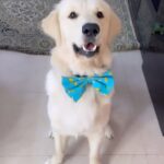 Maryam Zakaria Instagram - Omg did you call me baby? 😍😀 @rockycutiegolden . . #trendingreels #trendingsongs #cutnessoverload #goldenretriever #reels #doglover #reelitfeelit #reelsinstagram #maryamzakaria #expression #glam #actress #influencer #bollywoodsong #explore #explorepage #explorereels #instagramreels #trendingreels #bollywoodactoractress #bollywood #indianinfluencer #indianinfluencers #mumbaiinfluencer #trendinginindia #trendingindia #trendingnow #trendingtoday #dogsofinstagram #bearoundme #callmebaby