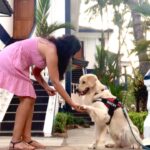 Maryam Zakaria Instagram - I really enjoy to train @rockycutiegolden we do this everyday and loves it ❤️👏 . . #dogtraining #goldenretriver #doglover #dogsofinstagram #reelswithmz #maryamzakaria Goa