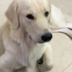 Maryam Zakaria Instagram - You are very cute @rockycutie2021 can’t stop looking at you 😍❤️ #cutnessoverload #goldenretriever #cute #dog #doglover #dogsofinstagram #reels
