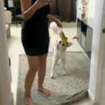 Maryam Zakaria Instagram - Rockys all time favourite play 😀 @rockycutie2021 . . #goldenretriever #reels #dogsofinstagram #doglover #dogplaying #reelsinstagram #dog #trendingsongs