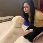 Maryam Zakaria Instagram – Our dear Rocky you have bring so much love and happiness to our life. What a beautiful journey we have with you @rockycutie2021 we love you unconditionally ❤️❤️❤️🥳#happybirthday 

.
#puppylove #goldenretriever #memories #happiness #love #reels