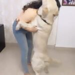 Maryam Zakaria Instagram - Rockys reaction when I come home after 2 hours 😍❤️🤪 #happypuppy #puppylove #goldenretriever #reels #cutnessoverloaded #cutedog #reelsinstagram #reelitfeelit