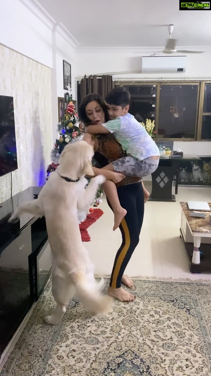 Maryam Zakaria Instagram - I just had to share this video with you guys😂😂😂❤️❤️❤️ #myboys #cutnessoverload #puppy #motherslife #goldenretriever #dog #reels Mumbai, Maharashtra