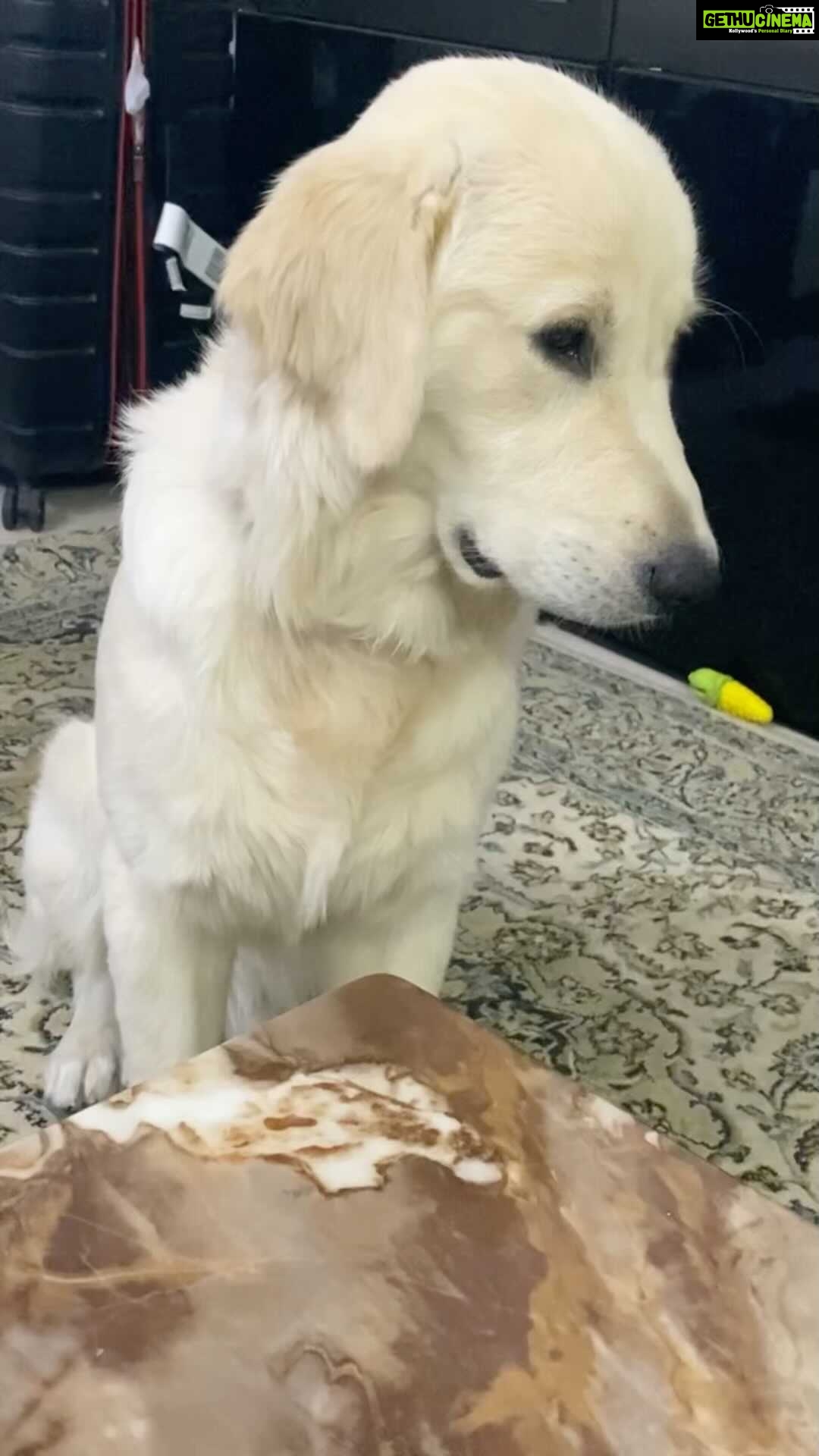 Maryam Zakaria Instagram - Cutiiiiiieeeee 😍😘 @rockycutie2021 #sleepypuppy #puppylove #goldenretriever #reels #reelsinstagram #reelitfeelit #dog #cutnessoverload