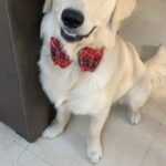 Maryam Zakaria Instagram - My cutest Rocky 😍 @rockycutie2021 #reels #cutness #cutestpet #goldenretriever #puppy #dog #puppylove #reelsinstagram #reelitfeelit