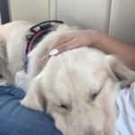 Maryam Zakaria Instagram - I am obsessed with my dog too 😍❤️❤️❤️ . . #doglover #goldenretriever #obssesed #roadtrip #reelsinstagram #reelswithmz