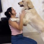 Maryam Zakaria Instagram - Today for the first time I teched @rockycutiegolden to give hug, he learned so fast my boy 😘😘😘❤️ . . #goldenretriever #dogtraining #reelswithmz #reelsinstagram #maryamzakaria #doglover