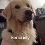 Maryam Zakaria Instagram – What do you want @rockycutiegolden? 😂😍
.
.
#goldenretriever #cutenessoverload #reelsindia #dogsofinstagram #doglover #reelitfeelit