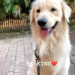 Maryam Zakaria Instagram - Be Kind ❤️ @rockycutiegolden . . #motivationalvideos #goldenretriever #bekind #reelsinstagram #dogsofinstagram #doglover