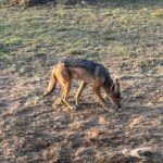 Nandita Das Instagram – The tiny plane we went to #masaimara in and then some of the animals who we visited. I have thousands of photos on my phone and no time to sieve through them. Lions deserve a minimum of 10 images. The max I can post at one go. So that’s the next one! #nationalpark #animals #holiday