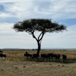 Nandita Das Instagram - The tiny plane we went to #masaimara in and then some of the animals who we visited. I have thousands of photos on my phone and no time to sieve through them. Lions deserve a minimum of 10 images. The max I can post at one go. So that’s the next one! #nationalpark #animals #holiday