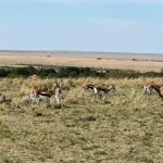 Nandita Das Instagram – The tiny plane we went to #masaimara in and then some of the animals who we visited. I have thousands of photos on my phone and no time to sieve through them. Lions deserve a minimum of 10 images. The max I can post at one go. So that’s the next one! #nationalpark #animals #holiday