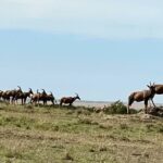 Nandita Das Instagram – In the wild. Random ones for now, but many more once back. What an experience this is! #masaimara #kenya