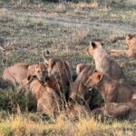 Nandita Das Instagram – In the wild. Random ones for now, but many more once back. What an experience this is! #masaimara #kenya