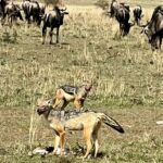 Nandita Das Instagram – In the wild. Random ones for now, but many more once back. What an experience this is! #masaimara #kenya