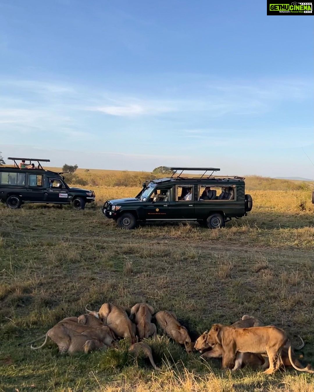 Nandita Das Instagram - I have a thousand photos of the #lions Majestic, lazy and beastly. All at the same time. Every safari we saw them. In the wild, yet completely unperturbed by jeeps and their roars. Though we were strictly not allowed to step out of the vehicle. Not even when there were only herbivores like the impalas or zebras. We were told they are not used to seeing two legged animals. Only four wheel jeeps! #masaimara