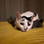 Nandita Das Instagram – She waits on the bed, resting on my scarf. Good to be back home after a long day of work. Trying to finish the film. Good night from Miso and me.