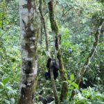 Nandita Das Instagram - Not done sharing about our trip. So next we went to Uganda. Small planes, grassland to hills and forests, long treks, fatigue…but all worth it. A once in a lifetime experience of being up close with the mountain #gorilla They look scary because of their size but we humans are more abusive and intrusive so they are rightly more scared of us. We did our best to not disturb them. They looked at us without much interest. Thankfully! #bwindi #uganda