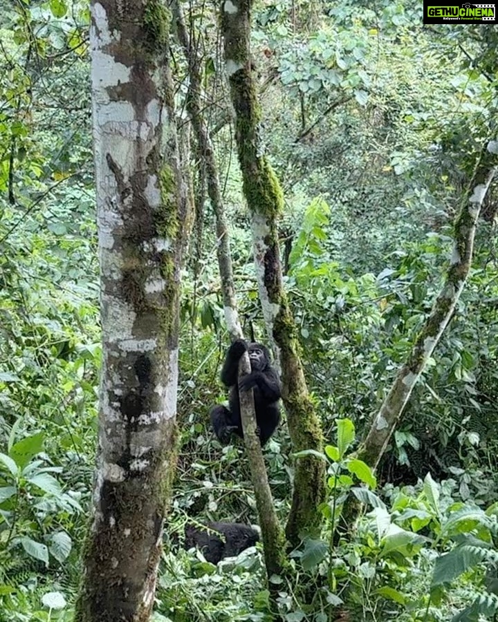 Nandita Das Instagram - Not done sharing about our trip. So next we went to Uganda. Small planes, grassland to hills and forests, long treks, fatigue…but all worth it. A once in a lifetime experience of being up close with the mountain #gorilla They look scary because of their size but we humans are more abusive and intrusive so they are rightly more scared of us. We did our best to not disturb them. They looked at us without much interest. Thankfully! #bwindi #uganda