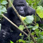 Nandita Das Instagram - Not done sharing about our trip. So next we went to Uganda. Small planes, grassland to hills and forests, long treks, fatigue…but all worth it. A once in a lifetime experience of being up close with the mountain #gorilla They look scary because of their size but we humans are more abusive and intrusive so they are rightly more scared of us. We did our best to not disturb them. They looked at us without much interest. Thankfully! #bwindi #uganda