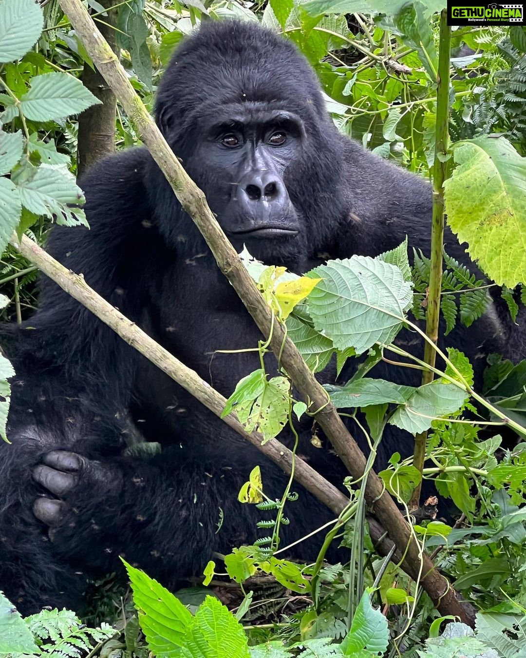 Nandita Das Instagram - Not done sharing about our trip. So next we went to Uganda. Small planes, grassland to hills and forests, long treks, fatigue…but all worth it. A once in a lifetime experience of being up close with the mountain #gorilla They look scary because of their size but we humans are more abusive and intrusive so they are rightly more scared of us. We did our best to not disturb them. They looked at us without much interest. Thankfully! #bwindi #uganda