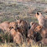 Nandita Das Instagram - I have a thousand photos of the #lions Majestic, lazy and beastly. All at the same time. Every safari we saw them. In the wild, yet completely unperturbed by jeeps and their roars. Though we were strictly not allowed to step out of the vehicle. Not even when there were only herbivores like the impalas or zebras. We were told they are not used to seeing two legged animals. Only four wheel jeeps! #masaimara