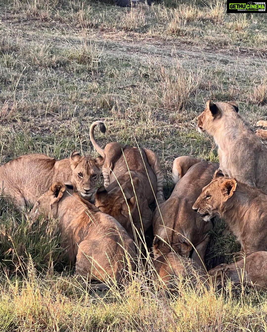 Nandita Das Instagram - I have a thousand photos of the #lions Majestic, lazy and beastly. All at the same time. Every safari we saw them. In the wild, yet completely unperturbed by jeeps and their roars. Though we were strictly not allowed to step out of the vehicle. Not even when there were only herbivores like the impalas or zebras. We were told they are not used to seeing two legged animals. Only four wheel jeeps! #masaimara